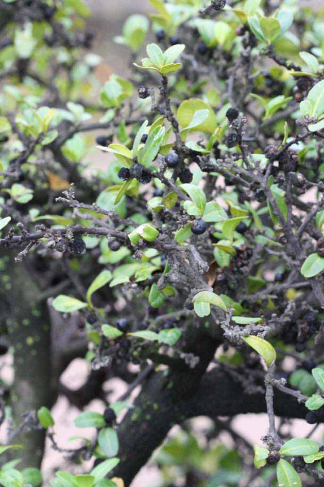            Sun leaves (Riverside, CA)   